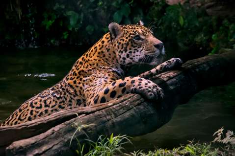 Crean sistema de financiación para proteger los ecosistemas del jaguar en Colombia
