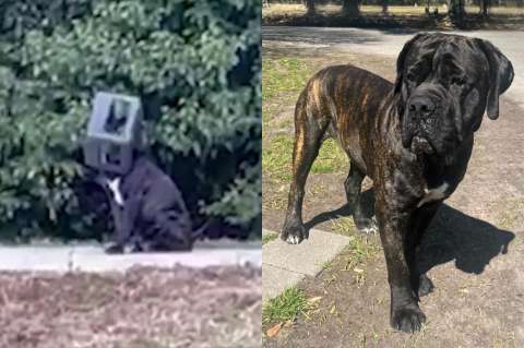 Oso, el perro con una caja pegada a la cabeza durante meses, por fin es libre