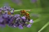 Proyecto de ley sobre conservación de abejas entra en etapa final
