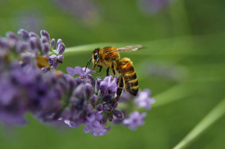 Proyecto de ley sobre conservación de abejas entra en etapa final