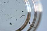 El fenómeno de El Niño le está dando alas al mosquito del dengue