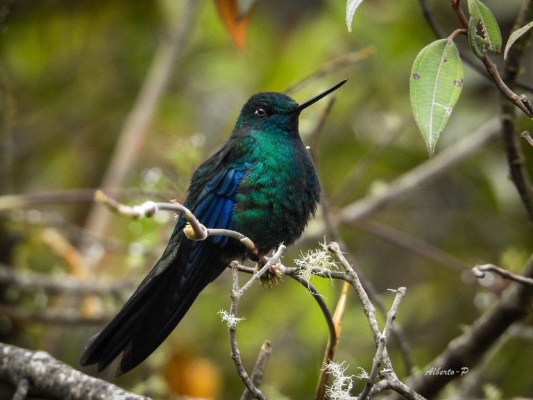 Es el más grande de casi todos los demás colibríes y con aleteos más lentos en comparación a los de los otros. Se encuentra en bosques montanos y bordes en los Andes desde el norte de Colombia hasta Bolivia, típicamente desde alrededor de los 2,800 m hasta cerca de la línea de árboles.