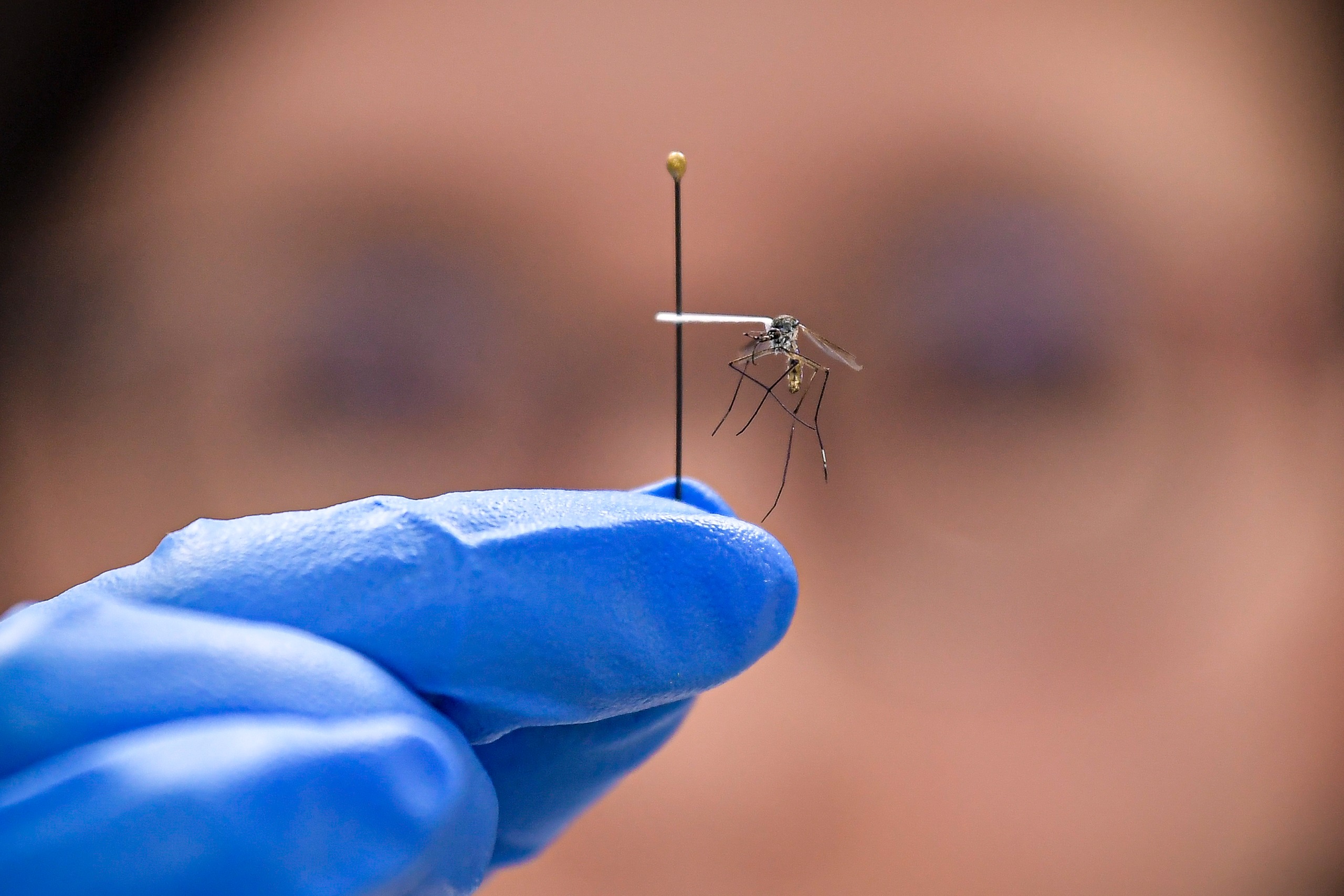 Mosquitos de la fiebre amarilla