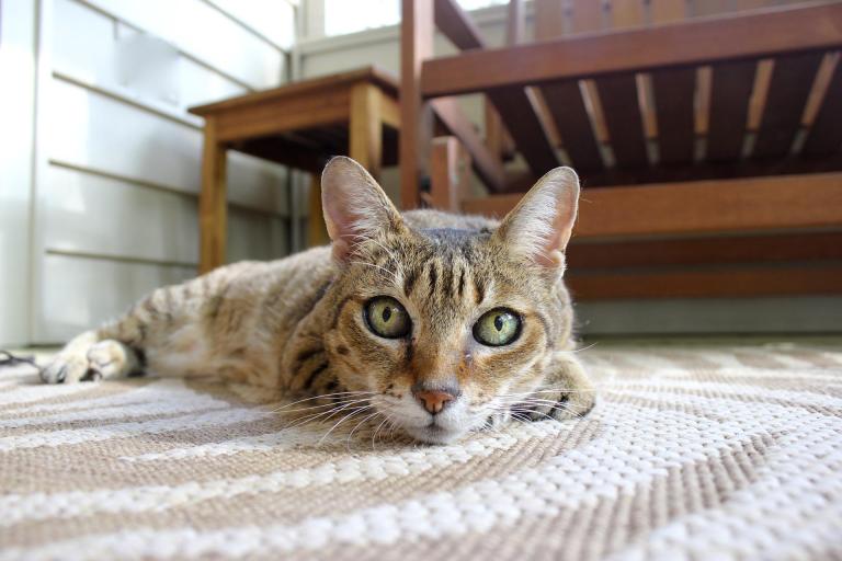 ¿Qué significa soñar con gatos? Conoce aquí su significado