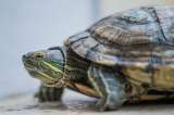 Incautan 31 bultos de palma de vino y 8 kilos de carne de tortuga en Bogotá