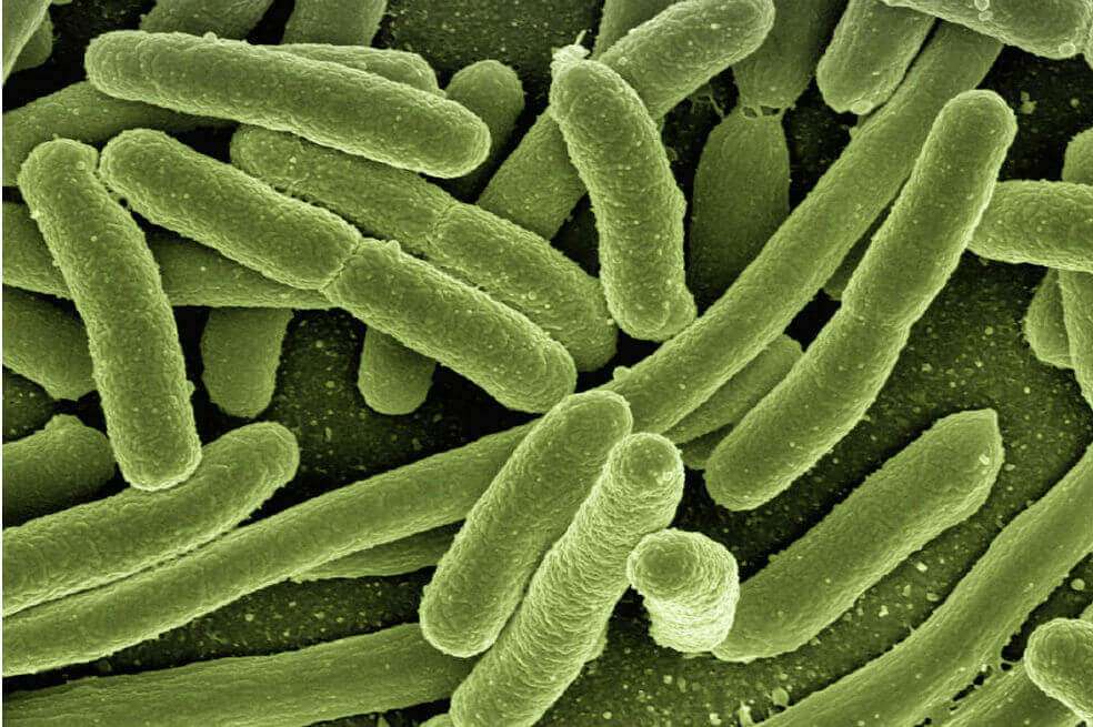 El intestino humano podría estar intimamente conectado con el cerebro (Imagen de referencia) / Pixabay