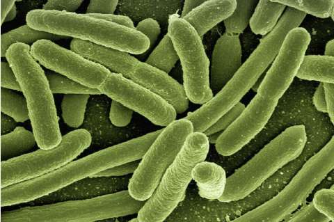 Las bacterias intestinales influyen en su salud mental