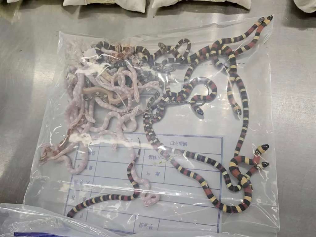 Detenido un hombre por intentar introducir 100 serpientes en China, escondidas en sus pantalones