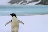 Científicos usaran la Inteligencia Artificial para contar pingüinos en Antártica