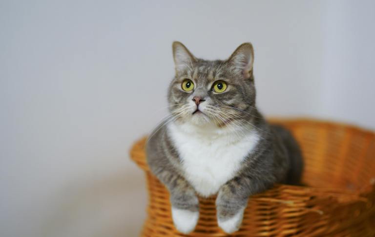 Estas estrategias podrían impedir que sus gatos arañen los muebles