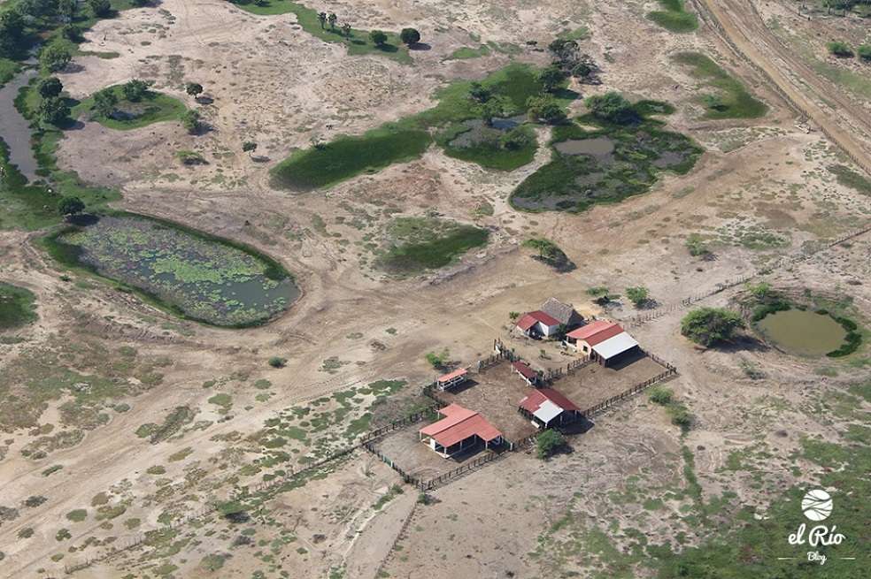 En la Ciénaga Grande de Santa Marta, el rentable negocio de la carne, la leche de búfalo y la ganadería han provocado la desecación de grandes extensiones del humedal, / Tatiana Pardo