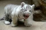 Tigre blanco, a punto de extinguirse