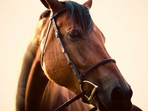 Se pronunció restaurante donde niña murió tras caer de un caballo, en Palmira
