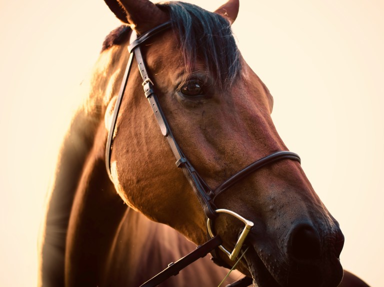 ¿Cómo se llama la cría de un caballo?