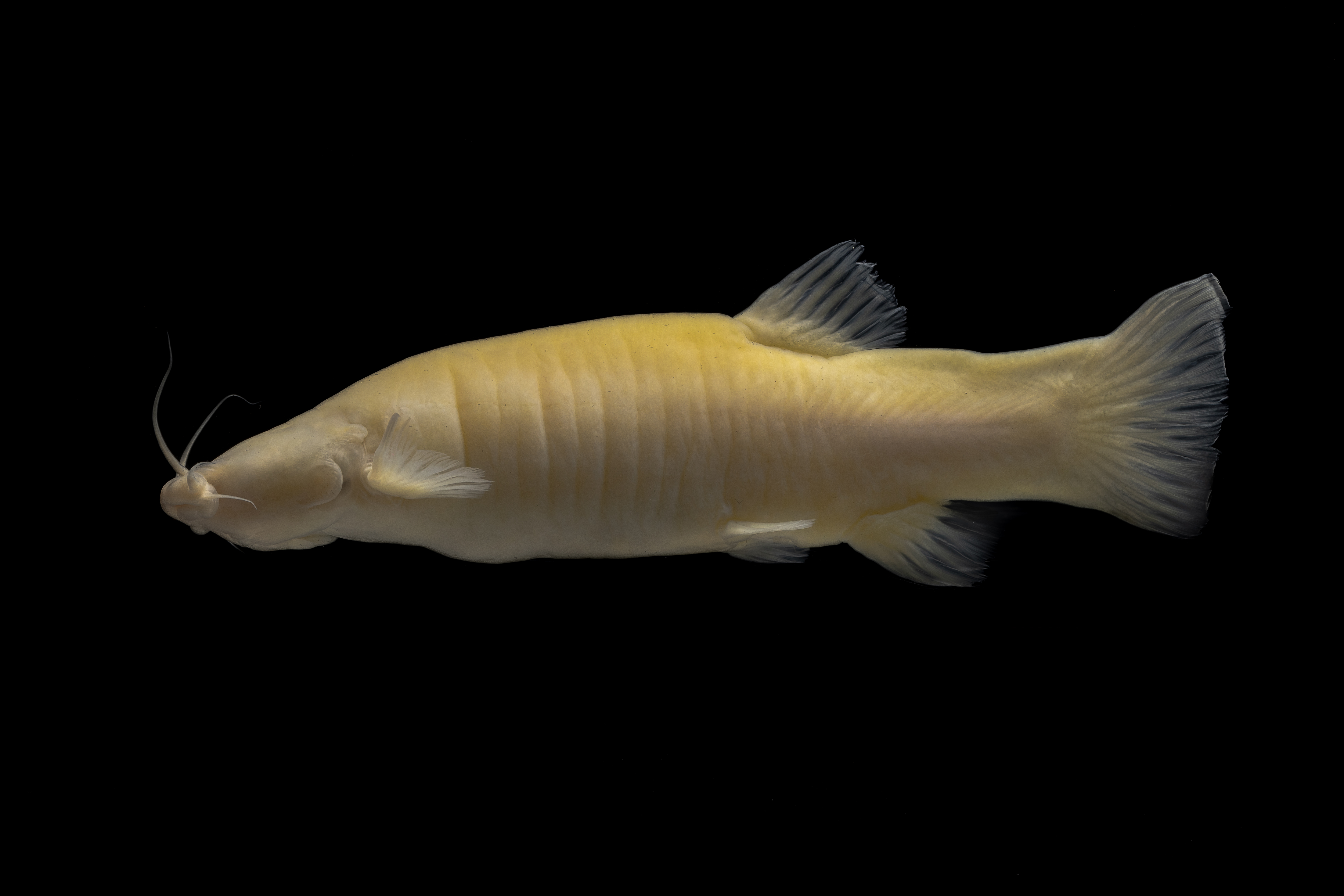 Pez ciego (Trichomycterus spectrum), Sierra Nevada de Santa Marta (La Guajira).