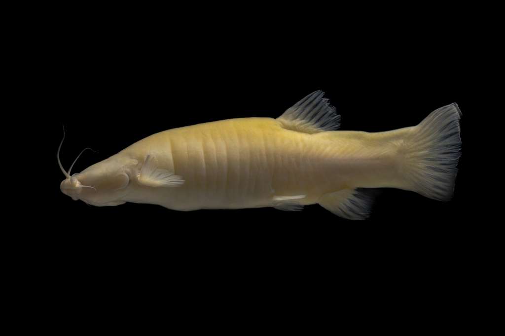 Pez ciego (Trichomycterus spectrum), Sierra Nevada de Santa Marta (La Guajira).