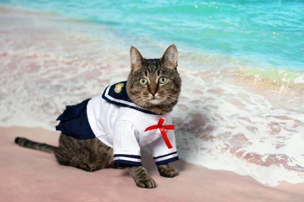 ¡El gato marinero! Un disfraz cómodo para los gatos.