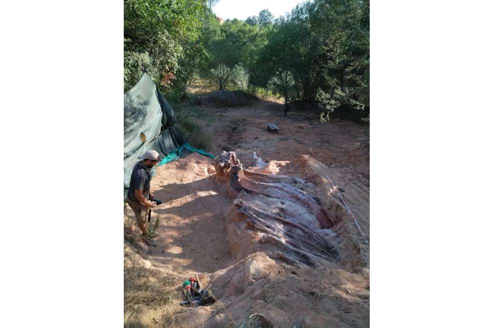 Parte del esqueleto del saurópodo.