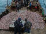 Las aseguradoras del mundo le hacen frente a la pesca pirata