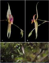 Dos de cada cinco especies de plantas en el mundo están en peligro de extinción