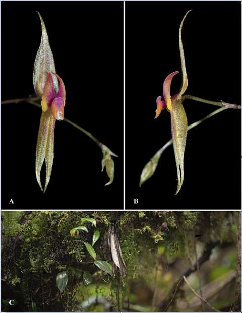 Dos de cada cinco especies de plantas en el mundo están en peligro de extinción