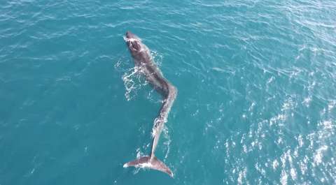 Las increíbles imágenes de una enorme ballena con escoliosis