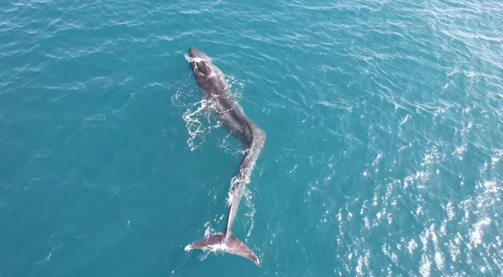 La ballena estaba nadando por la costa este de España.