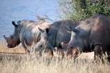 Reintroducen rinocerontes blancos en parque natural de la República del Congo