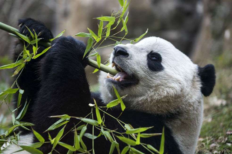 Bao Bao en el zoológico de Washington. / EFE