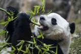 Bao Bao, la panda gigante de EE.UU., es trasladada a China, su hábitat natural