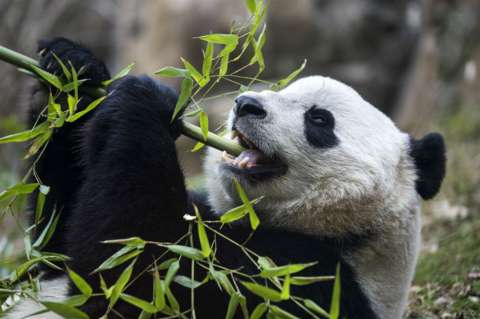 Bao Bao, la panda gigante de EE.UU., es trasladada a China, su hábitat natural
