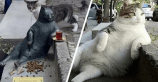 Tombili, el gato más querido de Estambul al que le hicieron una estatua