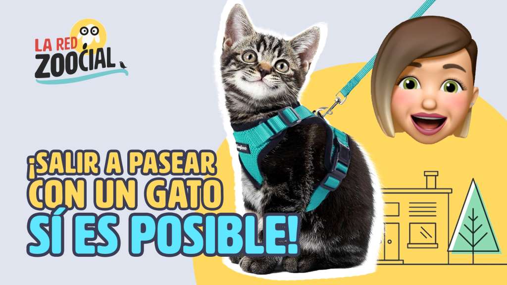 Pasear con gatos. 2020. Red Zoocial