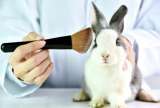 ABC de la Ley que prohíbe la experimentación con animales para productos cosméticos