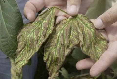 ¿Cómo muestran las plantas internamente el estrés?