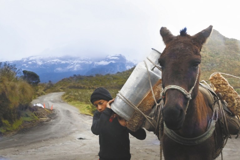Familias cercanas al Nevado del Ruiz recibirán 250 toneladas de alimento para animales