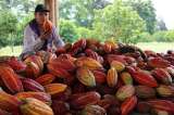 Los frutos del Valle del Cauca