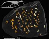 Descubren nueva especie de escarabajo en un fósil de popó de dinosaurio