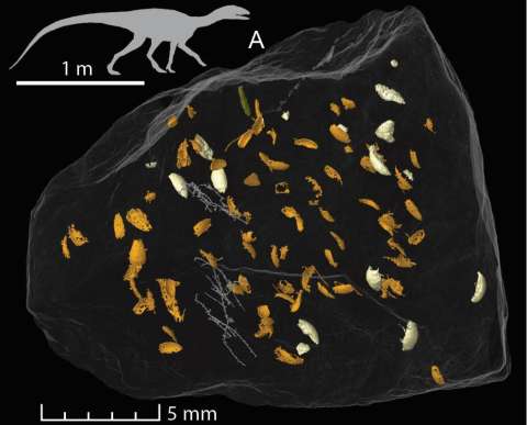 Descubren nueva especie de escarabajo en un fósil de popó de dinosaurio