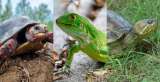 SOS por especies más amenazadas en Colombia durante la Cuaresma