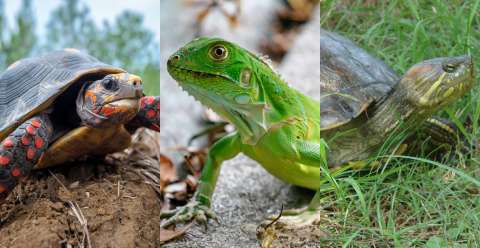 SOS por especies más amenazadas en Colombia durante la Cuaresma