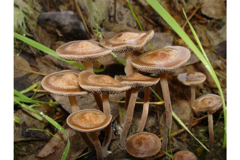 Componentes en los hongos alucinógenos podrían combatir la depresión. /Wikipedia