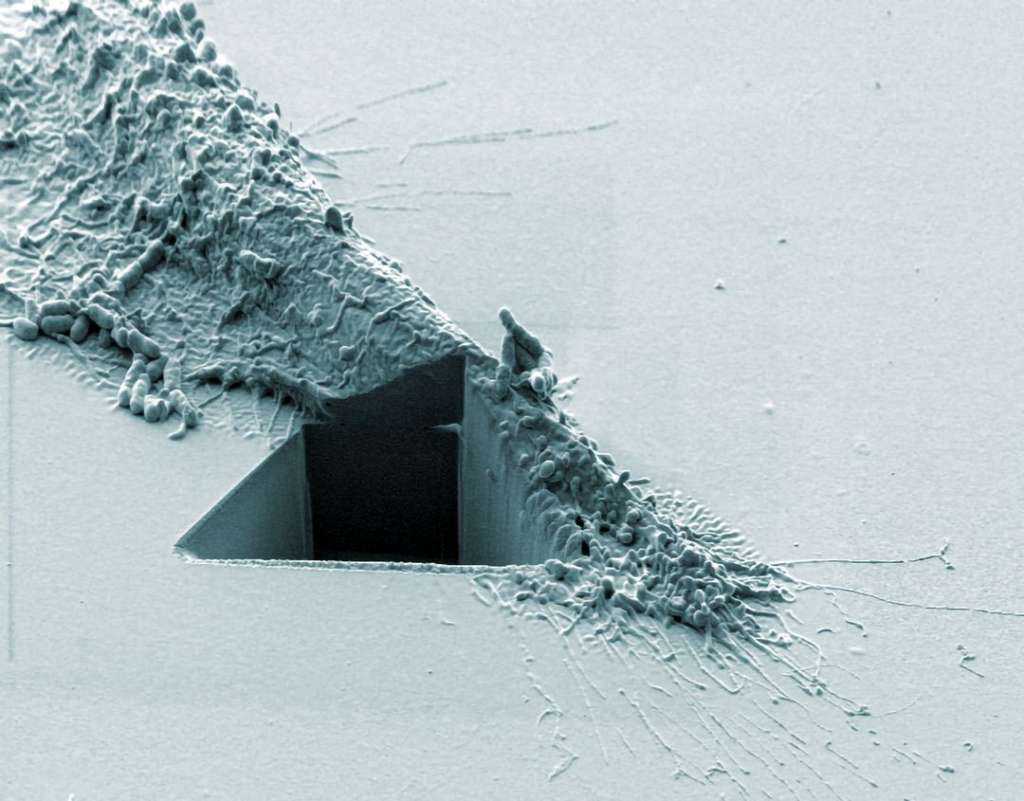Fotos ciencia nature 2020