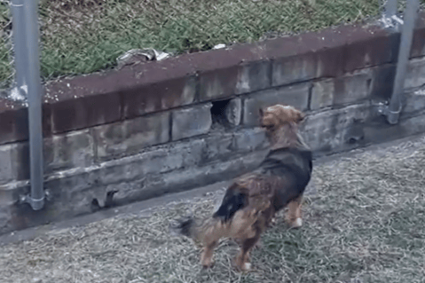 Perrito ocasionó que operaciones en Metro de Medellín se detuvieran, ¿qué pasó?