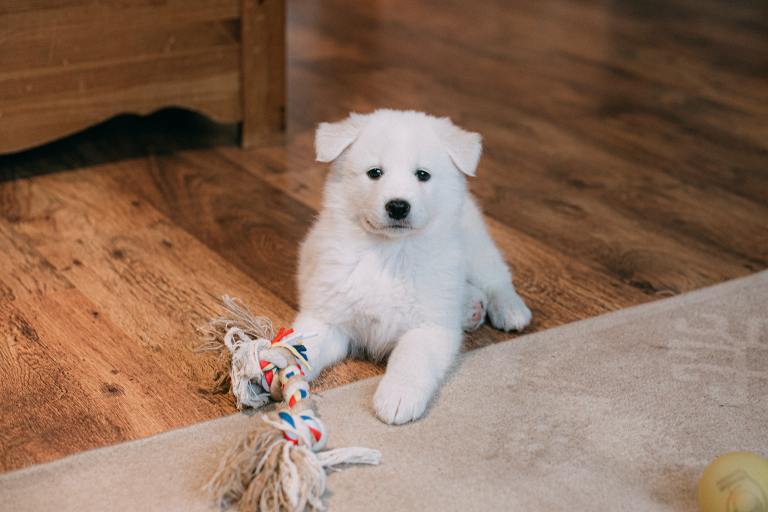 5 razas de perros pequeños perfectos para vivir en apartamentos