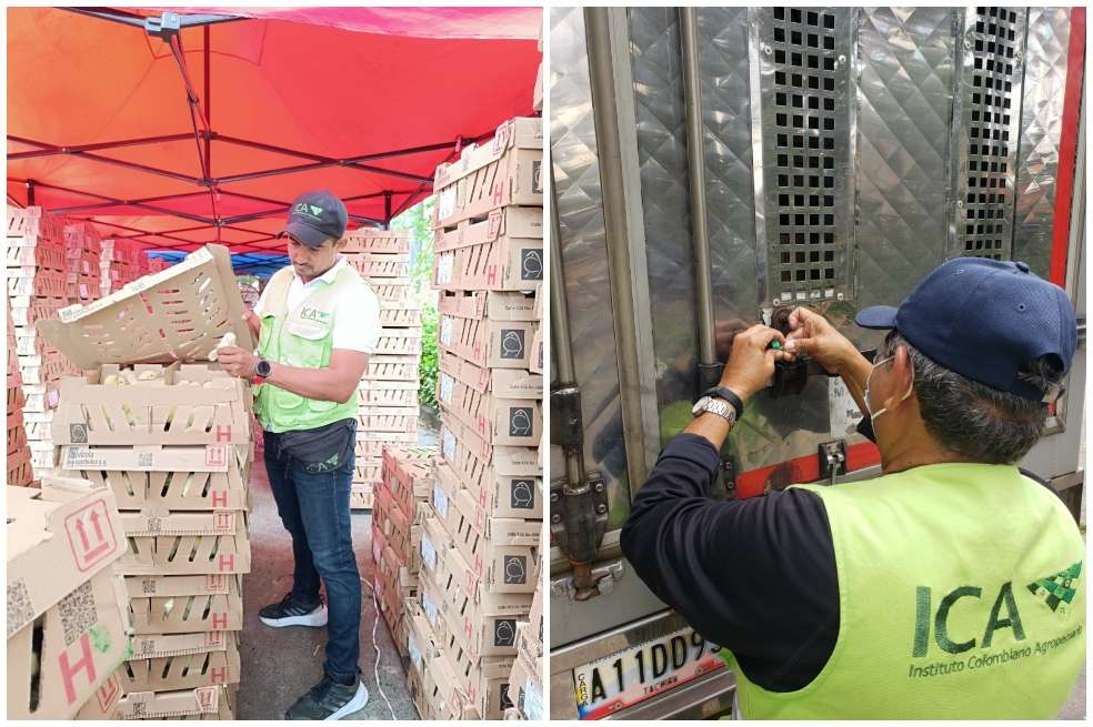 Los animales, provenientes de cinco avícolas nacionales, cumplieron el protocolo exigido por el ICA para el transporte y bienestar. / Cortesía Minagricultura
