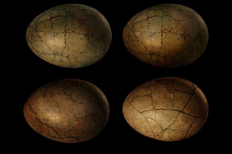 ¿Cómo hacían los dinosaurios para incubar sus huevos sin aplastarlos?
