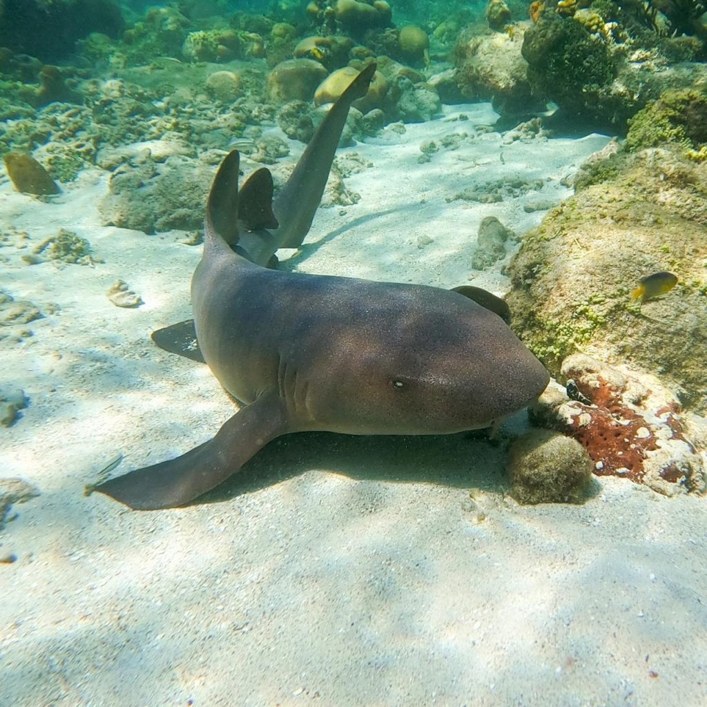 Anuncian el primer repoblamiento de tiburones gato en el caribe colombiano