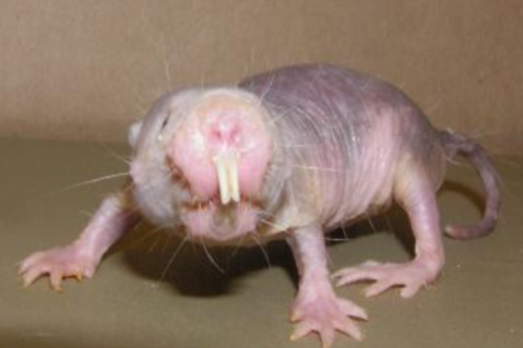 Rata topo desnuda: el animal que puede aguantar hasta 18 minutos sin oxígeno