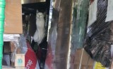 Impactante: gato sobrevive un mes en un contenedor sin agua ni comida